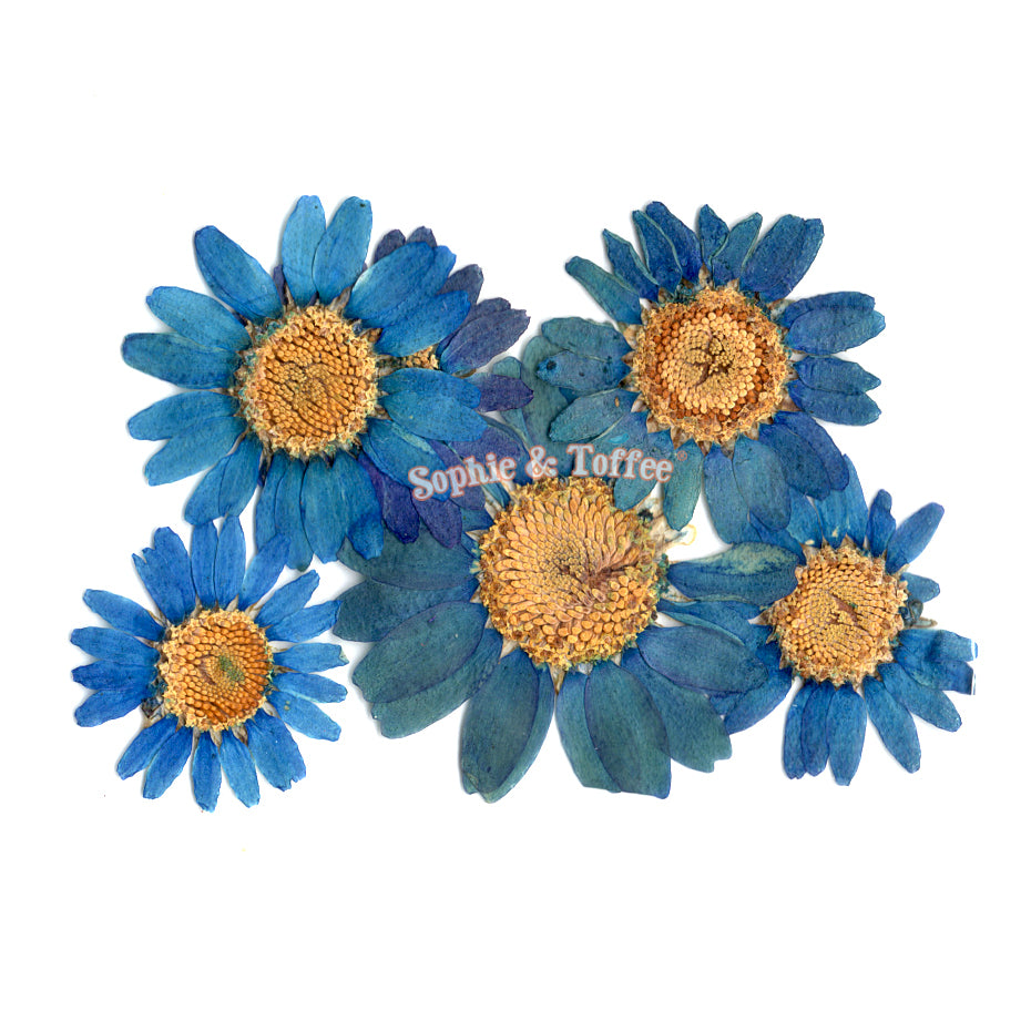 Turquoise Daisy Pressed Real Dried Flowers