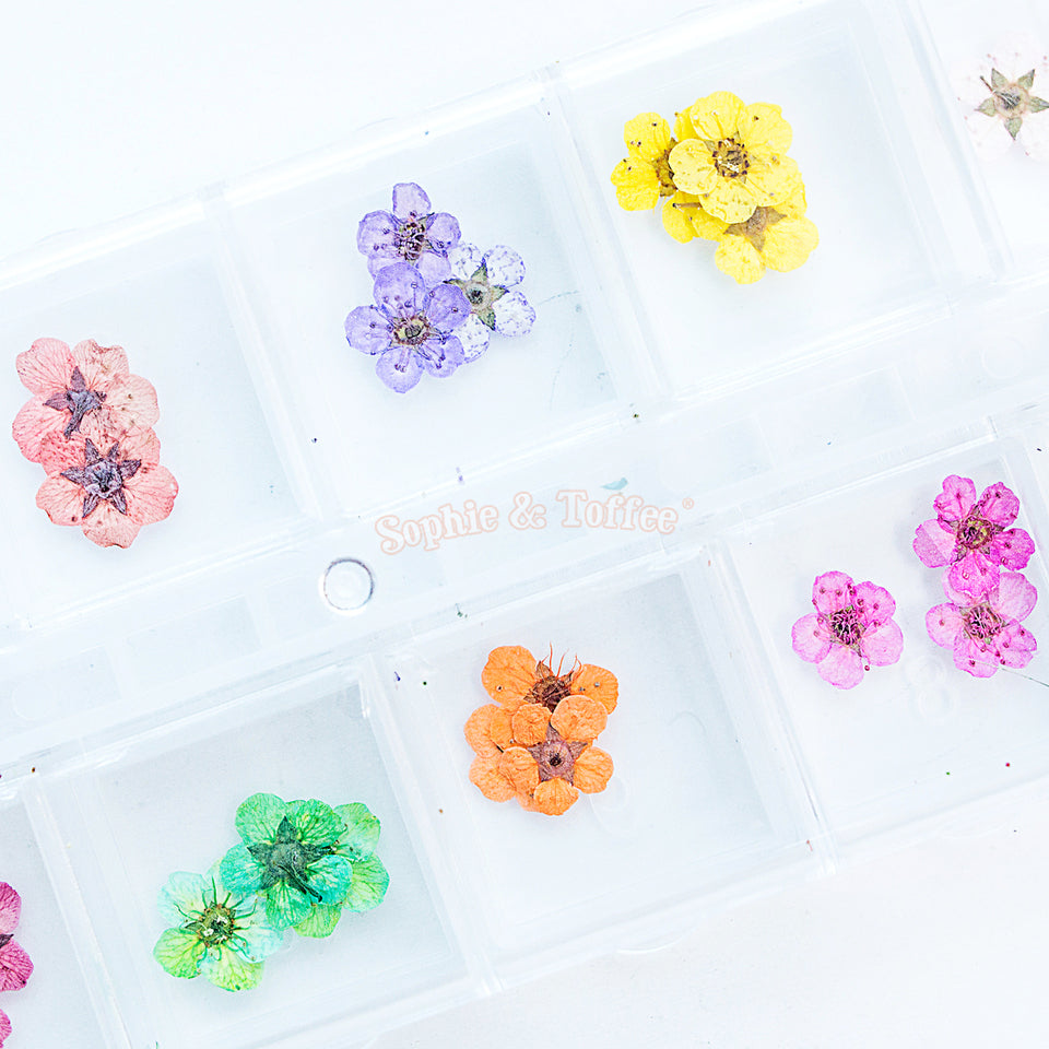 Assorted Small Dried Real Flowers with Container