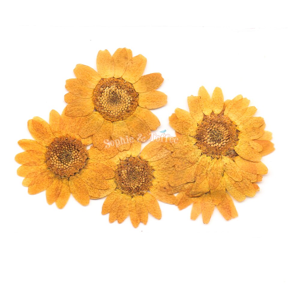 Yellow Daisy Flower Pressed Dried Real Flowers (5 pieces)