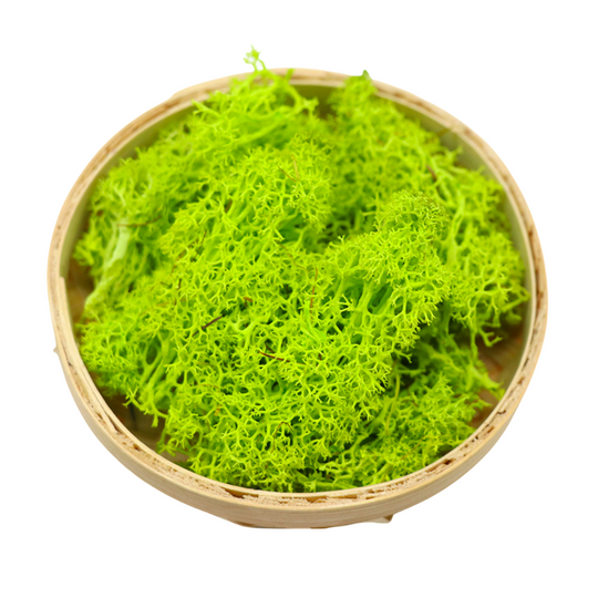 Terrarium Natural Green Moss