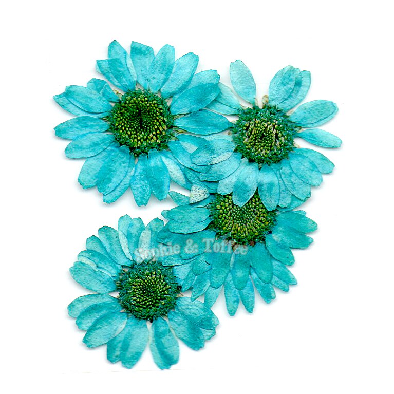 Turquoise Daisy Pressed Real Dried Flowers, Pressed Flower, Dried Flower, Resin Flower, Flower for Resin Craft, Japanese Flower, Flower for  Crafting
