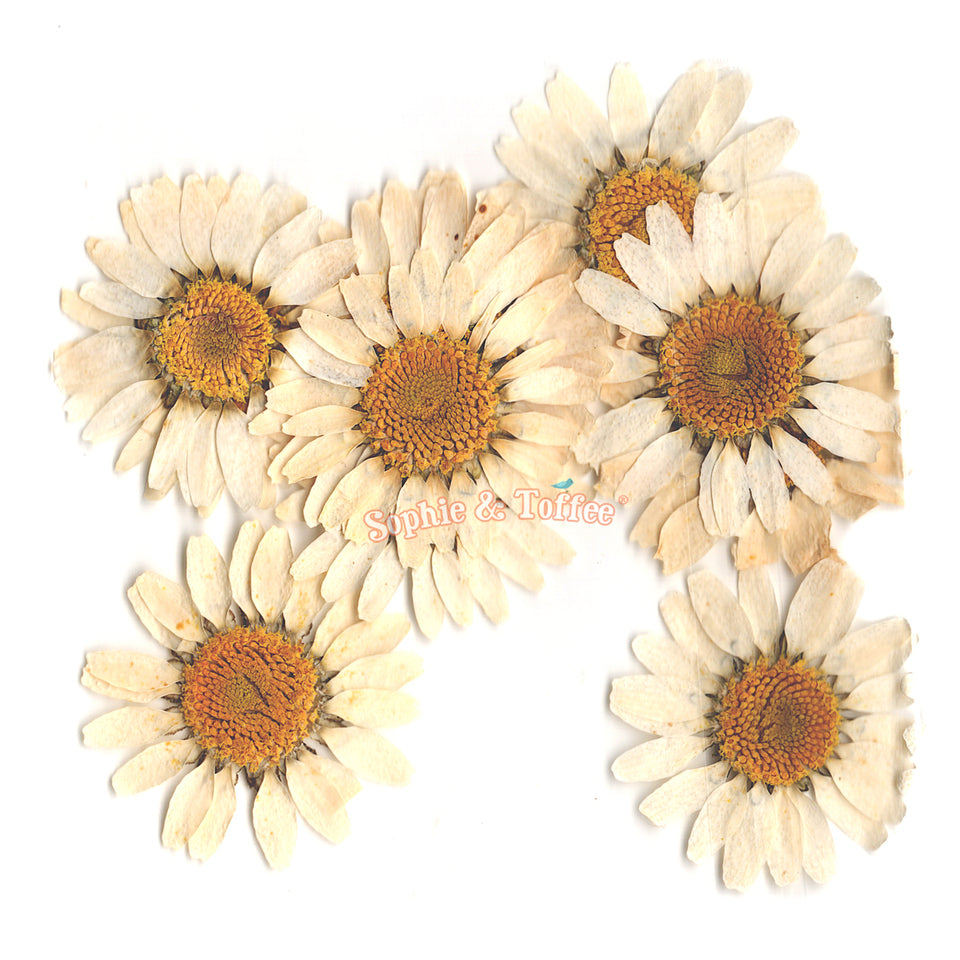120 Pieces Real Dried Daisy Flowers Natural Dried Daisies DIY Dry Daisy  Petals Pressed Chrysanthemum Flowers for Album Scrapbooks Resin Soap Art  Decors Handicrafts (Primary Color) (Primary Color)