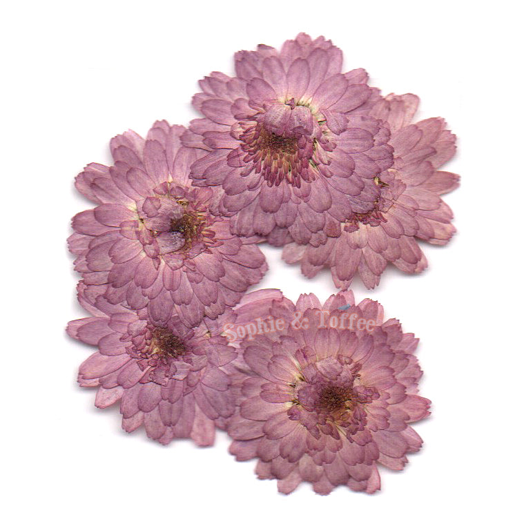 Dried Real Flowers for Crafts Pressed Pink Chrysanthemum Dry Pressed Flower  Art Dried Real Flowers 123.85x90.09mm HM1042 