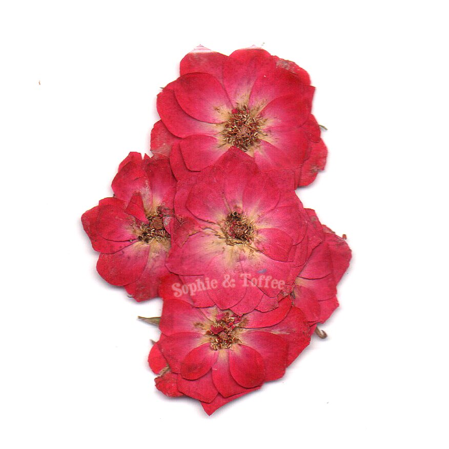 Rose Flower Pressed Real Dried Flowers (5 pieces)