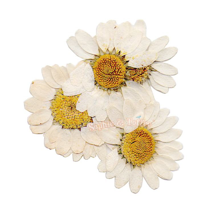 20 Bulk Little Daisy Flower Charms Daisy Charms With White And